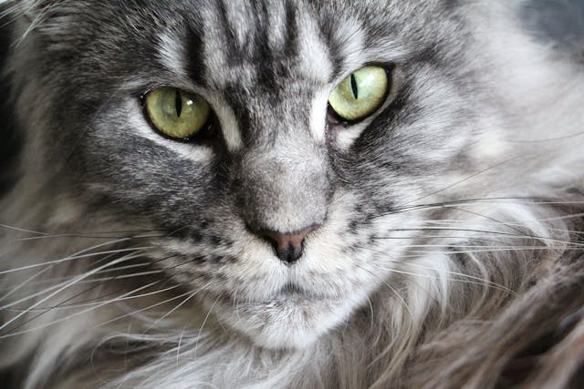 Alimentation Adaptée pour les Maine Coons