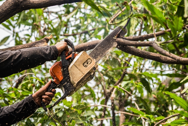 Élagage d'un arbre Conseils pour une bonne coupe