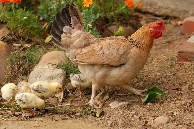 Quand et comment vermifuger vos poules : Tout ce que vous devez savoir