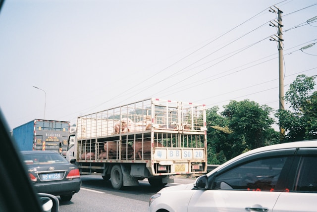 transport d’animaux