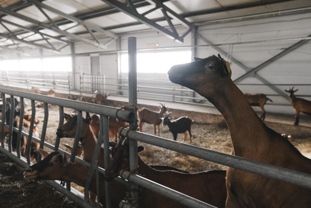 Bien-être animal en ferme